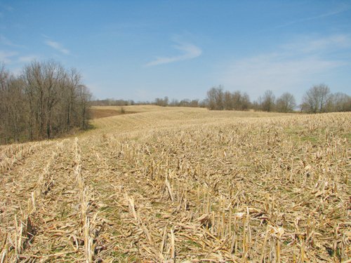 Property photo 41 - 137 Acres in 2 Tracts - 64 Tillable Acres, Potential Building Sites, Hunting